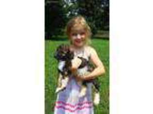 Labradoodle Puppy for sale in Gatlinburg, TN, USA