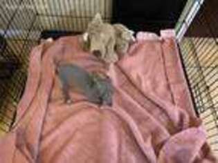 Italian Greyhound Puppy for sale in Brooksville, FL, USA