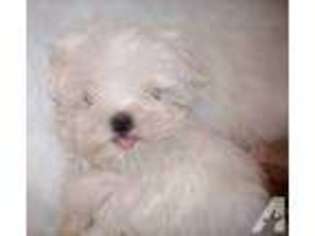 Maltese Puppy for sale in KIRKWOOD, NY, USA