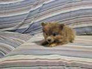 Pomeranian Puppy for sale in Dierks, AR, USA