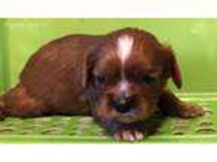 Cavalier King Charles Spaniel Puppy for sale in Pink Hill, NC, USA