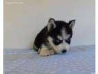 Siberian Husky Puppy for sale in Watts, OK, USA