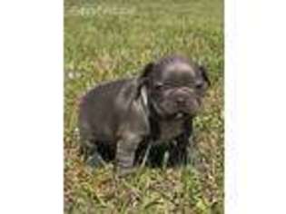 French Bulldog Puppy for sale in Swainsboro, GA, USA