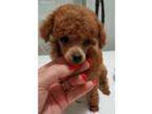Mutt Puppy for sale in Star City, AR, USA