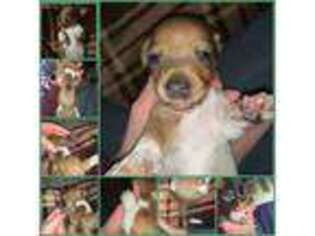 Dachshund Puppy for sale in Chesapeake, OH, USA