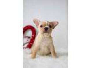 French Bulldog Puppy for sale in Louisville, OH, USA