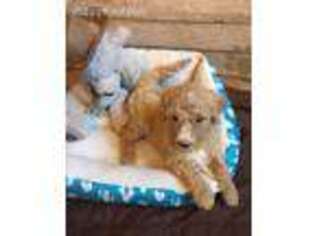 Goldendoodle Puppy for sale in Heath Springs, SC, USA