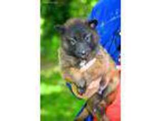 Belgian Tervuren Puppy for sale in Rolla, MO, USA
