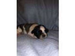 Mutt Puppy for sale in Grovespring, MO, USA