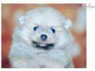 Pomeranian Puppy for sale in Lawrence, KS, USA