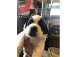 Saint Bernard Puppy for sale in Cloverdale, OH, USA