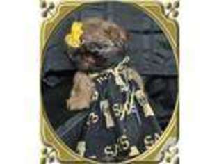 Mutt Puppy for sale in Addis, LA, USA