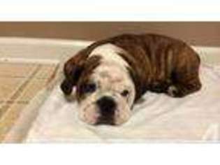 Bulldog Puppy for sale in FORT WALTON BEACH, FL, USA