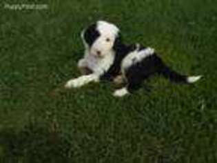 Old English Sheepdog Puppy for sale in Dover, OH, USA