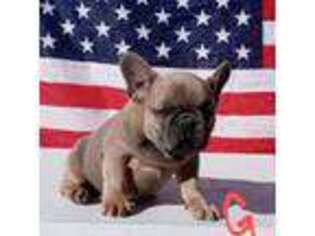 French Bulldog Puppy for sale in Pahrump, NV, USA