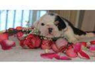 Bulldog Puppy for sale in Richmond, RI, USA