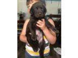 Labrador Retriever Puppy for sale in New London, IA, USA