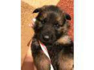 German Shepherd Dog Puppy for sale in Fort Pierre, SD, USA