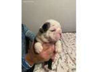 Bulldog Puppy for sale in Auburndale, FL, USA