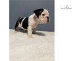 Bulldog Puppy for sale in Boston, MA, USA