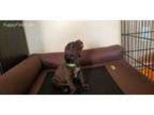 German Shorthaired Pointer Puppy for sale in Banning, CA, USA