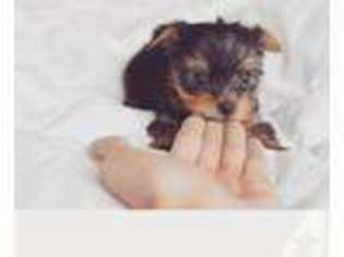 Yorkshire Terrier Puppy for sale in FULLERTON, CA, USA