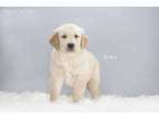 Golden Retriever Puppy for sale in Mount Eaton, OH, USA