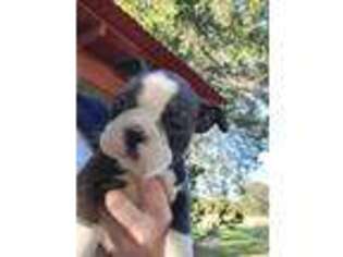 Boston Terrier Puppy for sale in New Ulm, TX, USA