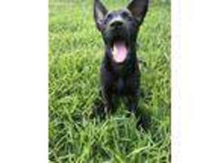 Belgian Malinois Puppy for sale in Arlington, TX, USA