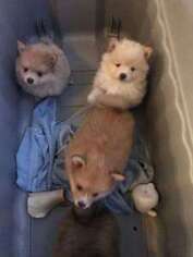Pomeranian Puppy for sale in Nottingham, MD, USA