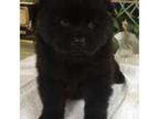Chow Chow Puppy for sale in Lindale, TX, USA