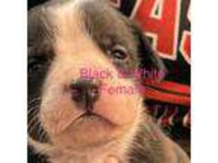Mutt Puppy for sale in Islip Terrace, NY, USA