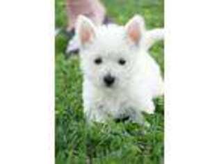 West Highland White Terrier Puppy for sale in Gardnerville, NV, USA