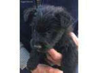 Scottish Terrier Puppy for sale in Glenwood, AR, USA