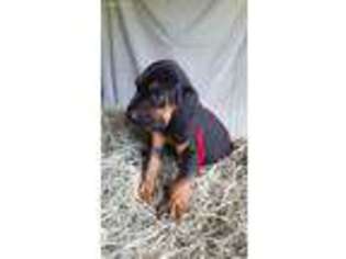 Bloodhound Puppy for sale in Pearson, GA, USA