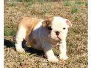 Bulldog Puppy for sale in Bakersfield, MO, USA