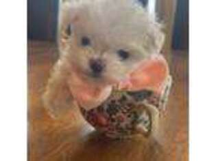 Maltese Puppy for sale in Ranburne, AL, USA