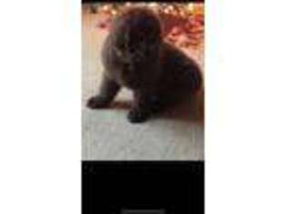 Newfoundland Puppy for sale in Adrian, MI, USA
