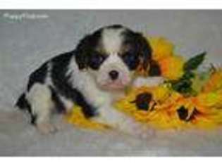 English Toy Spaniel Puppy for sale in Fayetteville, AR, USA