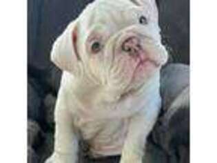 Bulldog Puppy for sale in Wheatfield, IN, USA
