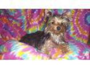 Yorkshire Terrier Puppy for sale in ELMER, NJ, USA