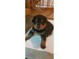 Rottweiler Puppy for sale in Saint Leonard, MD, USA