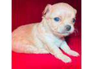 Chihuahua Puppy for sale in New Castle, DE, USA
