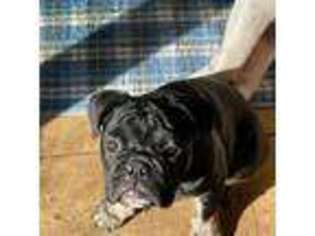 Bulldog Puppy for sale in Johnson, VT, USA