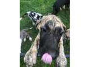 Great Dane Puppy for sale in Nash, OK, USA