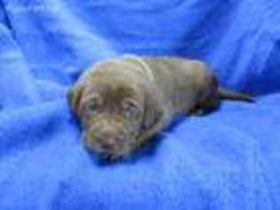 Labrador Retriever Puppy for sale in Corinth, KY, USA