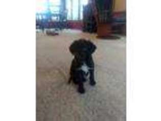 Labradoodle Puppy for sale in East Rochester, OH, USA