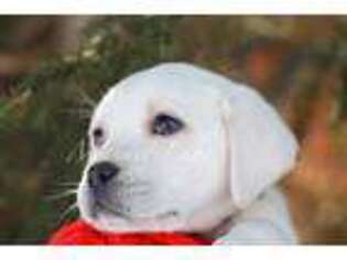 Labrador Retriever Puppy for sale in Tomahawk, WI, USA