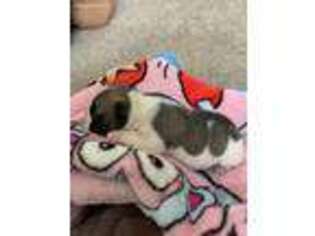 Medium Photo #1 French Bulldog Puppy For Sale in Albuquerque, NM, USA