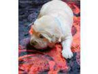 Golden Retriever Puppy for sale in Galax, VA, USA